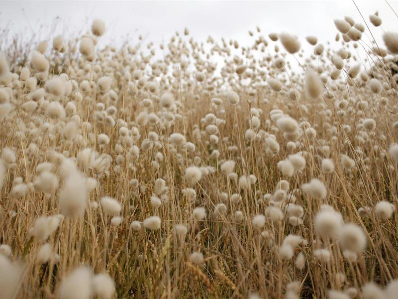 Dans la solitude des champs de coton