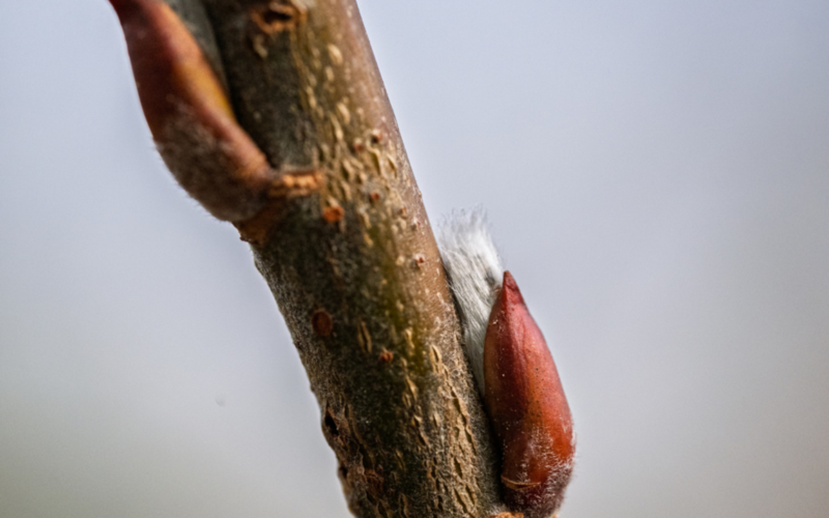 Des bourgeons à gogo Maison Paris Nature  Paris