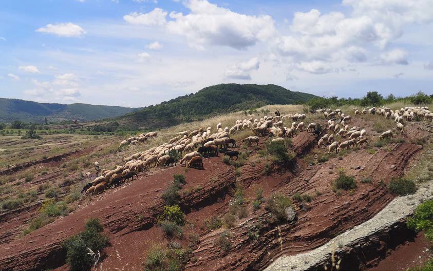 DES BREBIS ET DES VIGNES