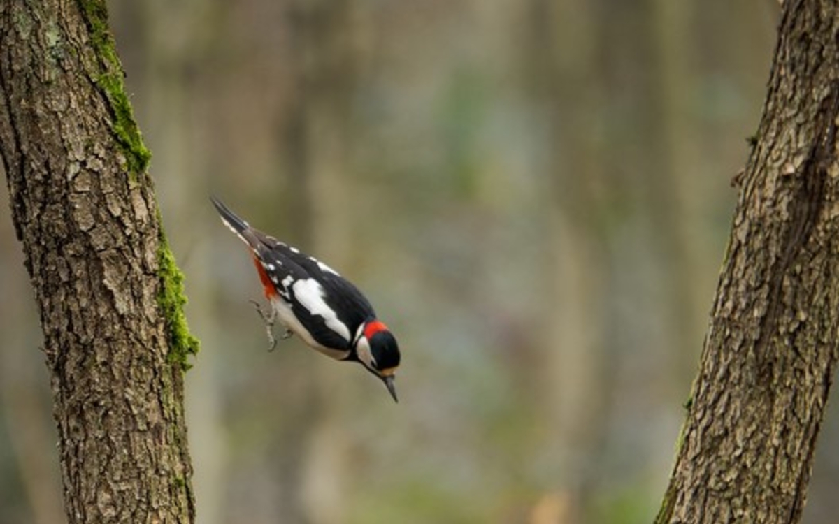Des pics à Paris ! Maison Paris Nature  Paris