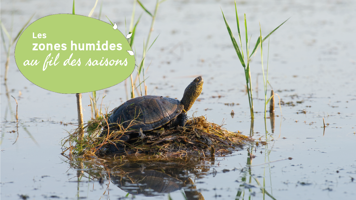 Des tortues dans le marais Labarde 2026-05-27 Des tortues dans le marais