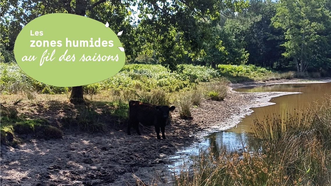 Des vaches au milieu des mares