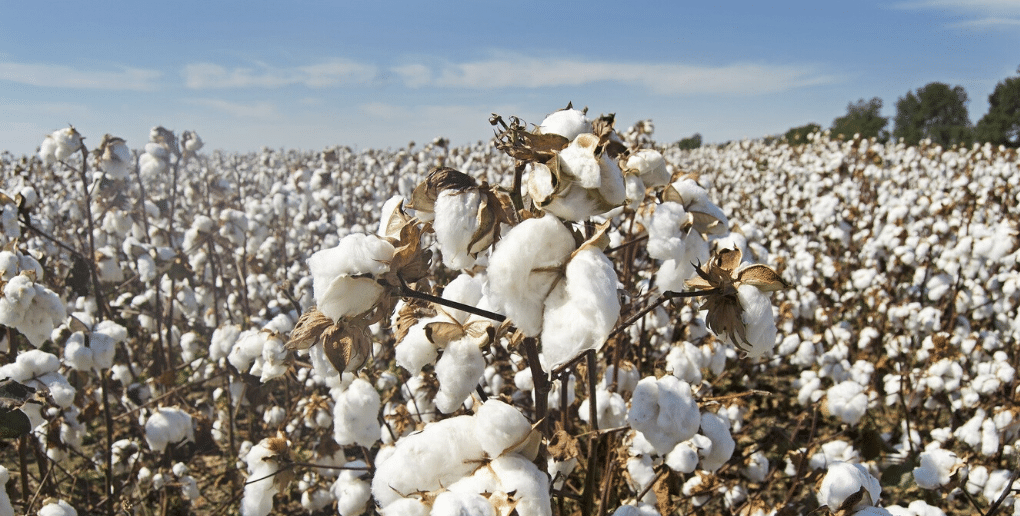 Déshabillez-moi du champ de coton aux textiles