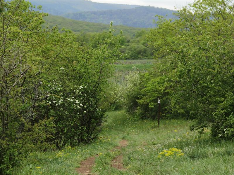 Entre forêt et vallon humide