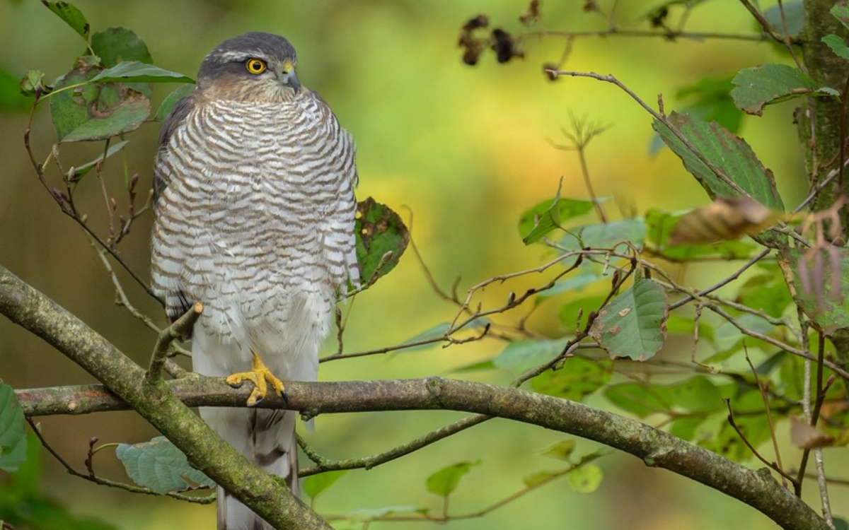Expo photo : Focus sur la biodiversité parisienne Bibliothèque de la Maison Paris Nature  Paris