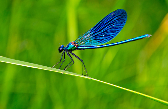 Exposition et animation "Libellules entre ciel et eau" Médiathèque Le jardin de Lecture - St-Aignan de Grandlieu