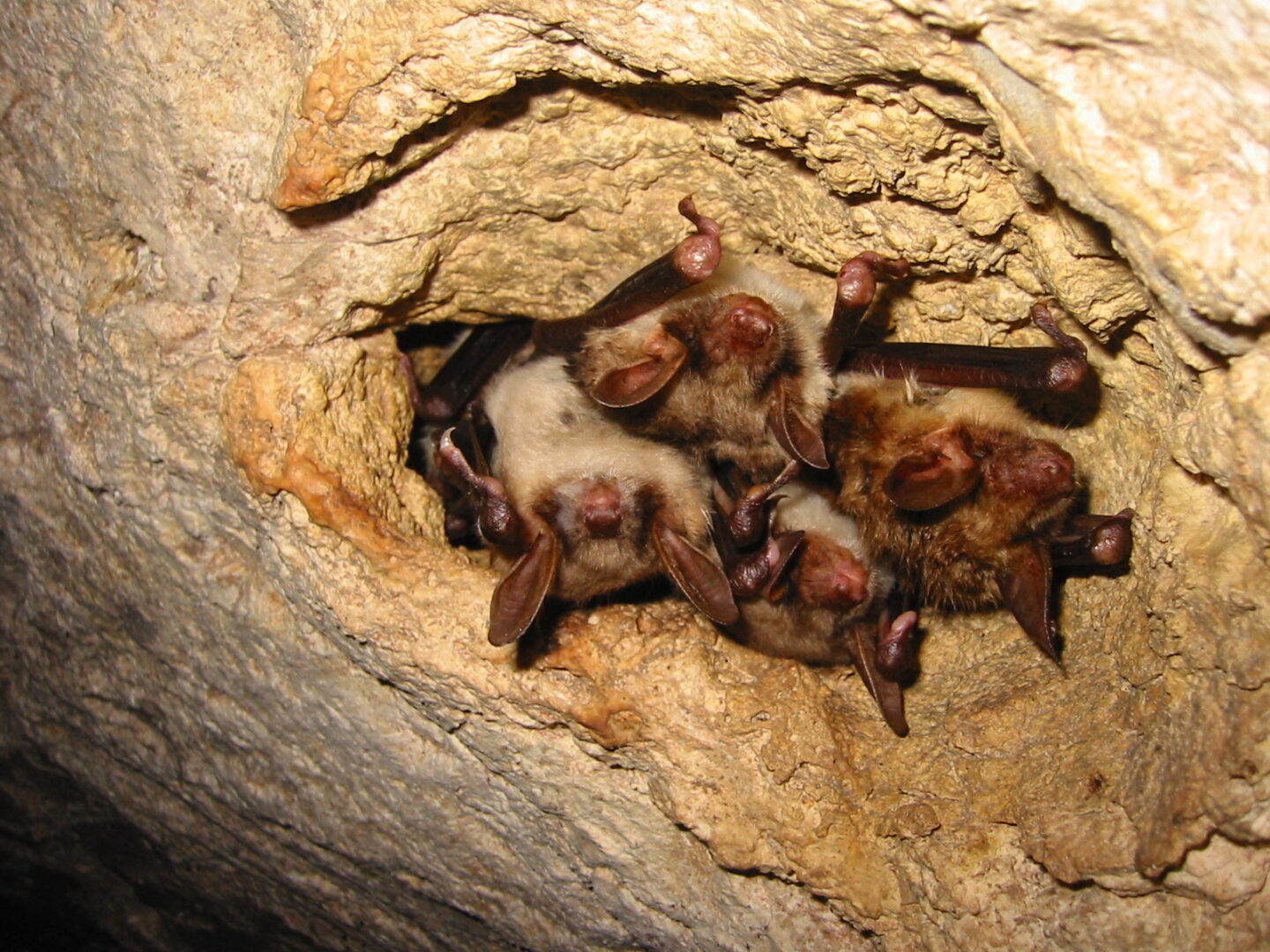 Fabrication de nichoirs à chauves-souris