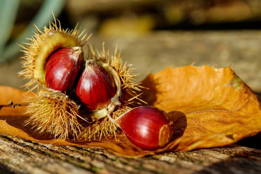Fête des saveurs d’automne Saint-Priest-la-Marche