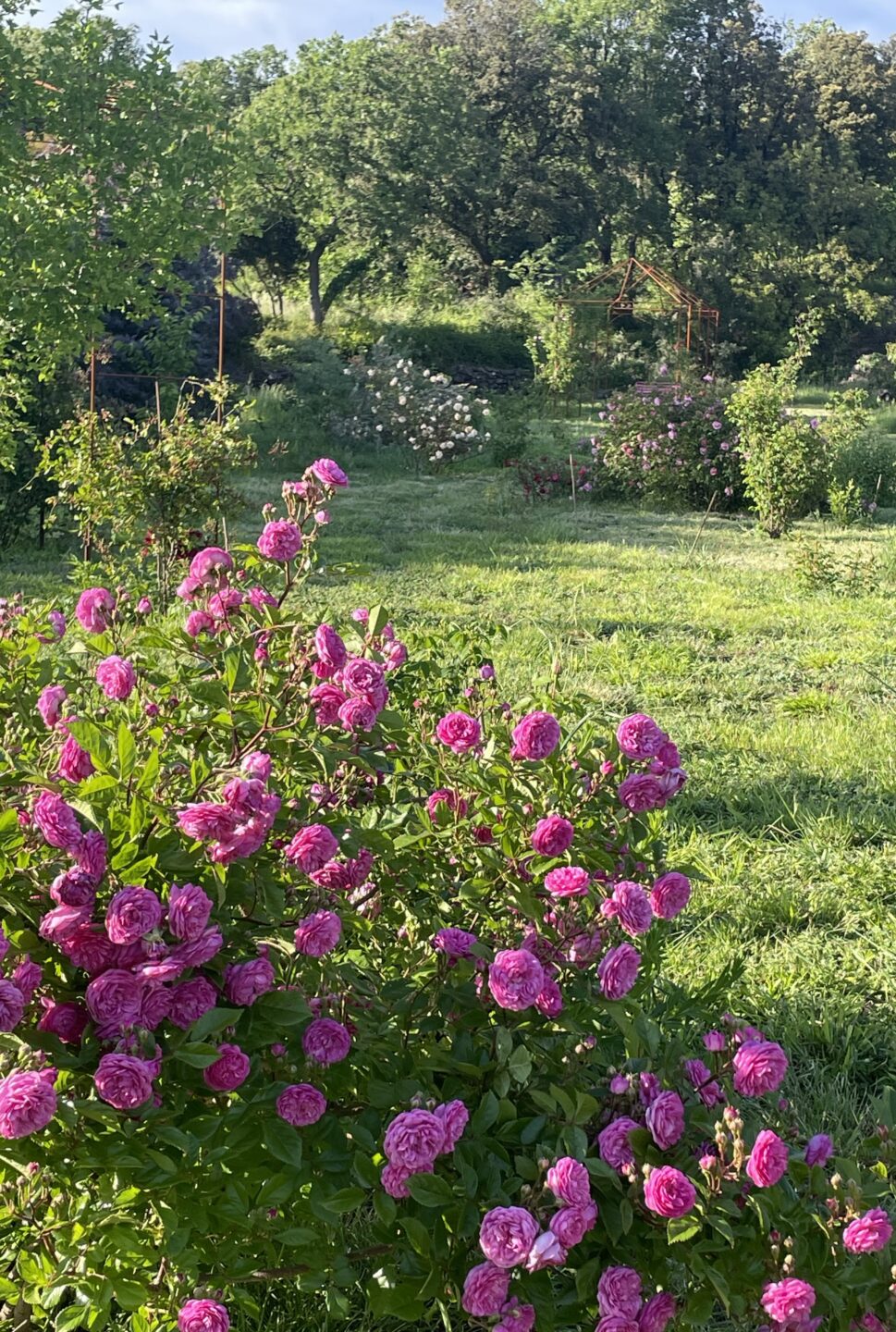 FLORILÈGE À LA ROSERAIE