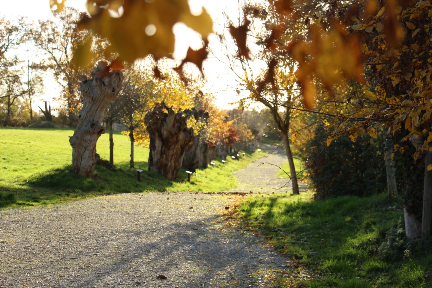Formation taille et création de trognes à Boursay Boursay 2026-02-08 Formation taille et création de trognes à Boursay