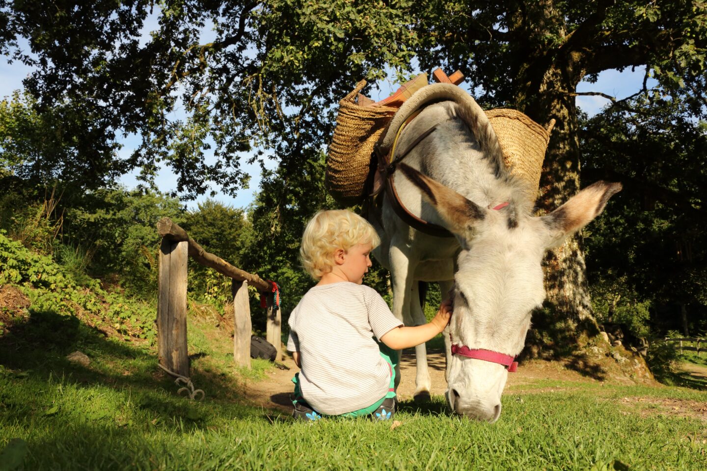J’apprends à m’occuper de mon âne 156 route de la Cascade Peyrat-le-Château 2026-08-20 J'apprends à m'occuper de mon âne