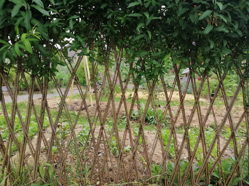 Je crée des structures vivantes en osier pour mon jardin