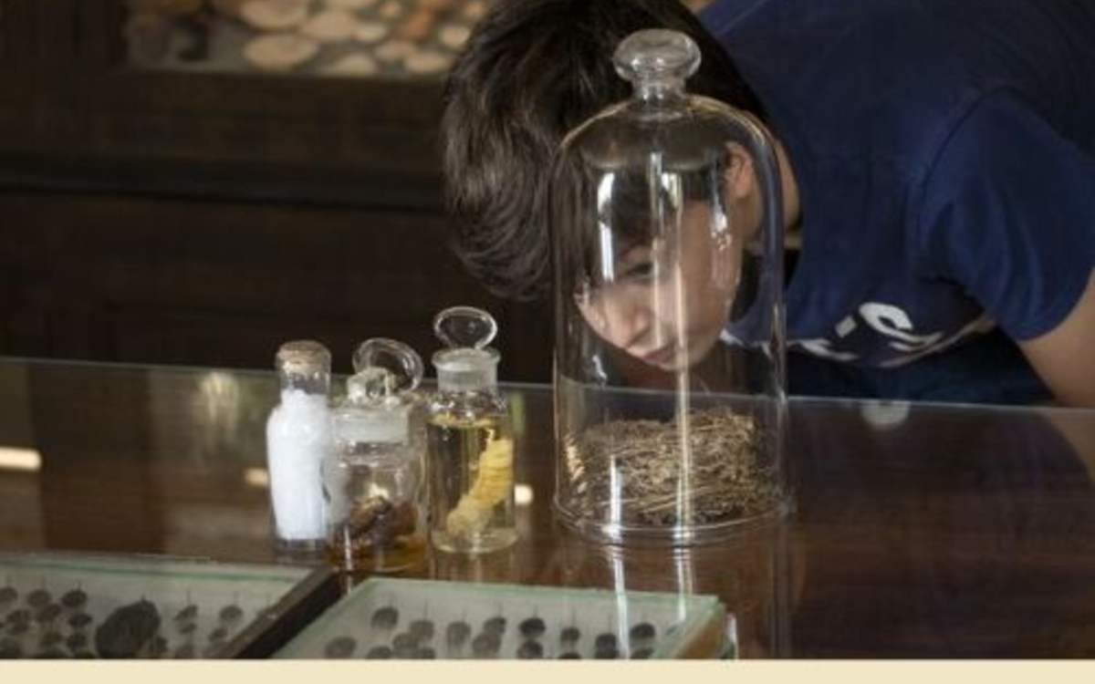 Jean-Henri Fabre aurait-il pu prédire le déclin des insectes ? par Romain Garrouste