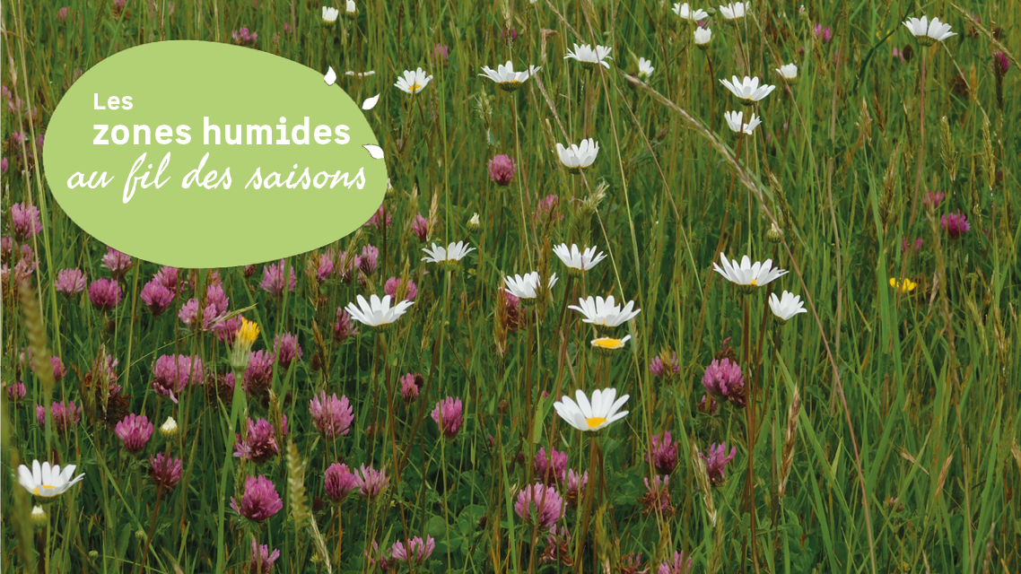 JMZH A la découverte des fleurs de la Vanne