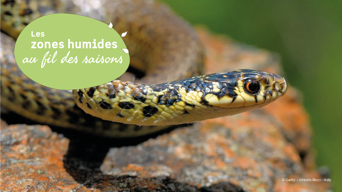 JMZH A la découverte du Liron