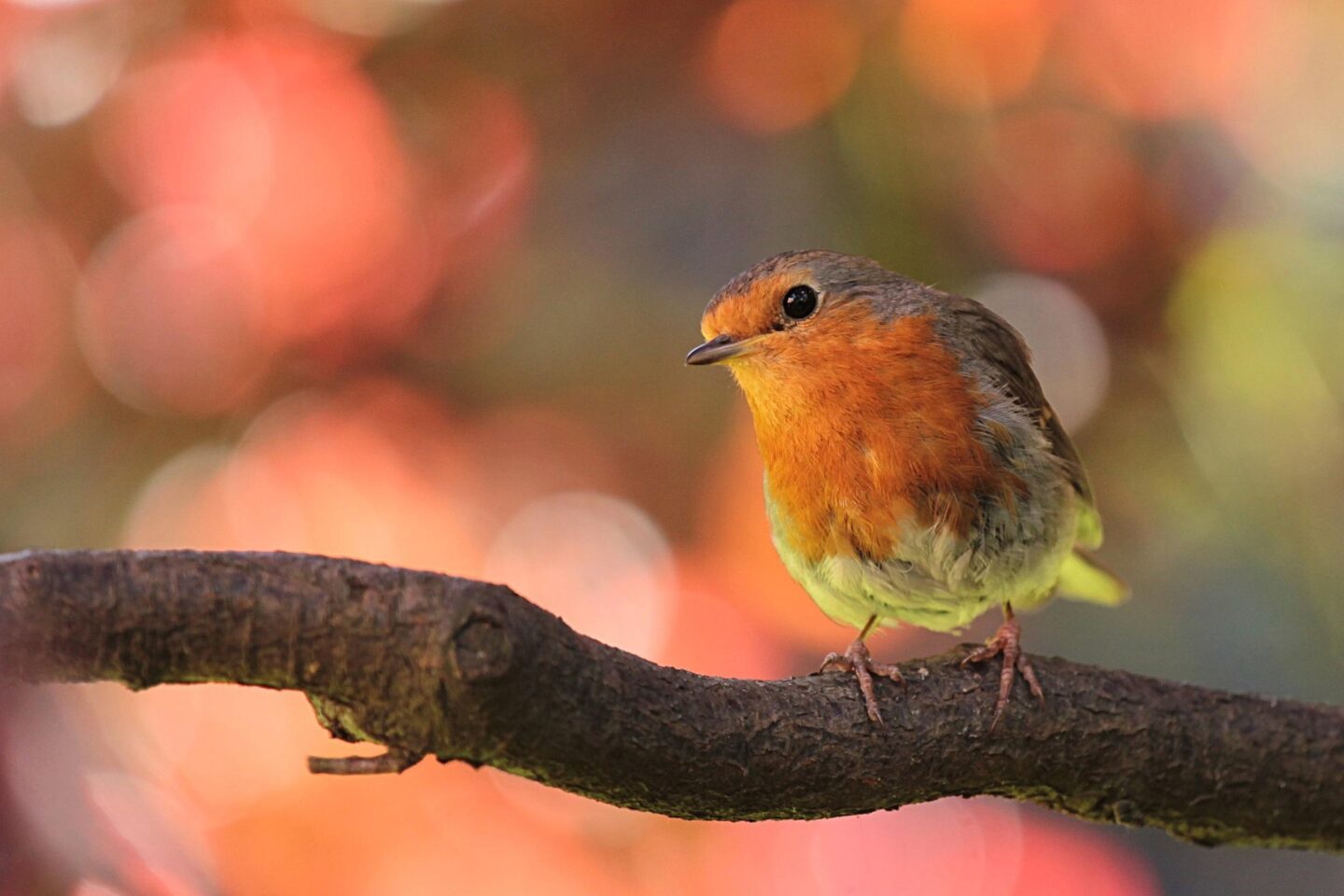 Journée faune ! au Jardin Bourian
