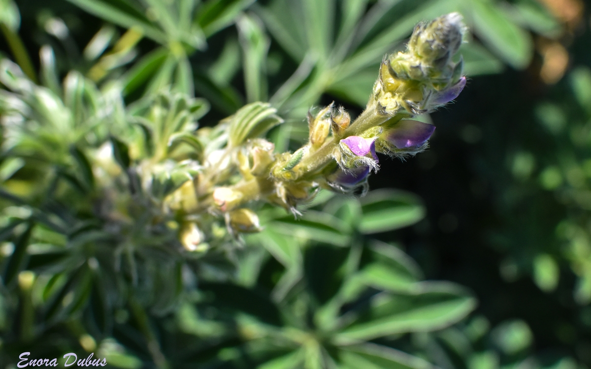 Journée internationale des légumineuses Ferme de Paris  Paris