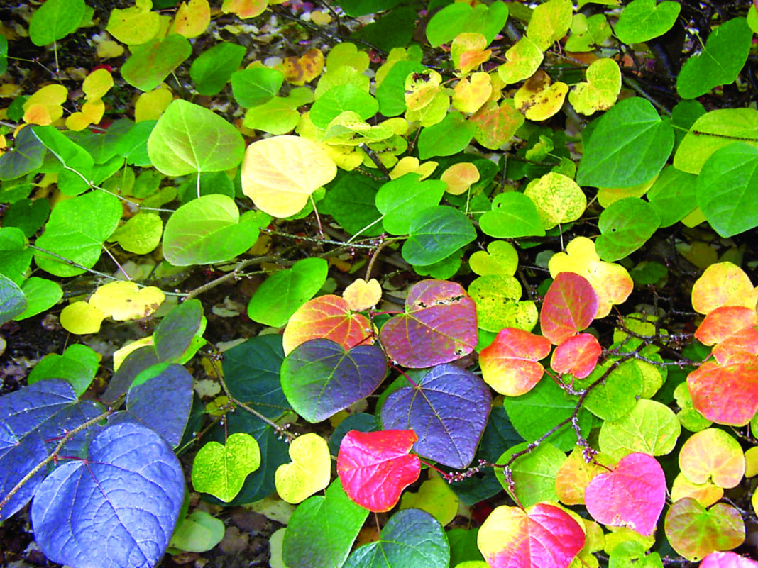 Journées des plantes d’automne Villejoint Crozant
