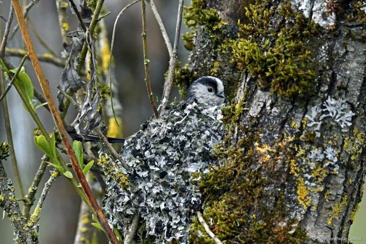 La faune sauvage du bocage