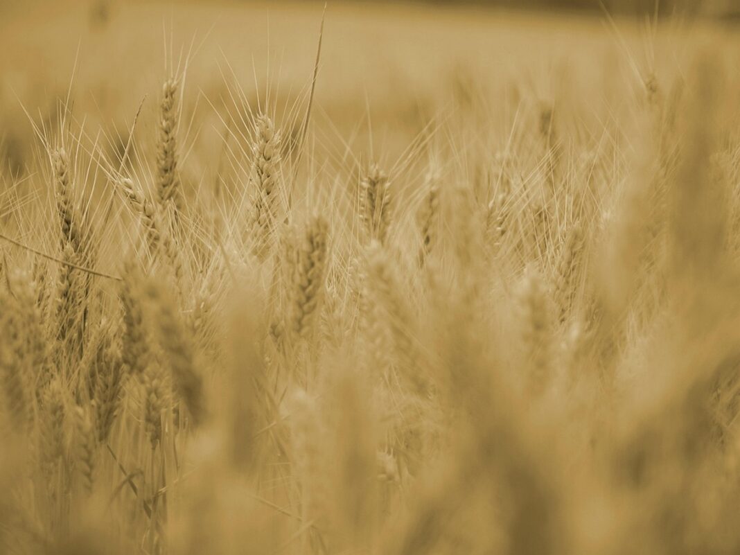 L&rsquo;ABC DU HAUT-MINERVOIS AGRICULTURE ET NATURE  Caunes-Minervois