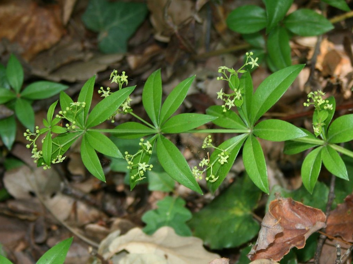 L'ABC DU HAUT-MINERVOIS ANIMATION FLORES