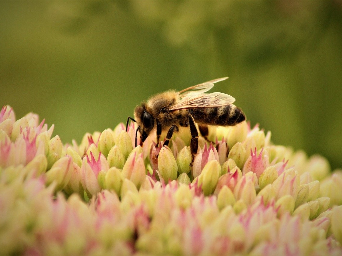 L'ABC DU HAUT-MINERVOIS ANIMATION POLLINISATEURS