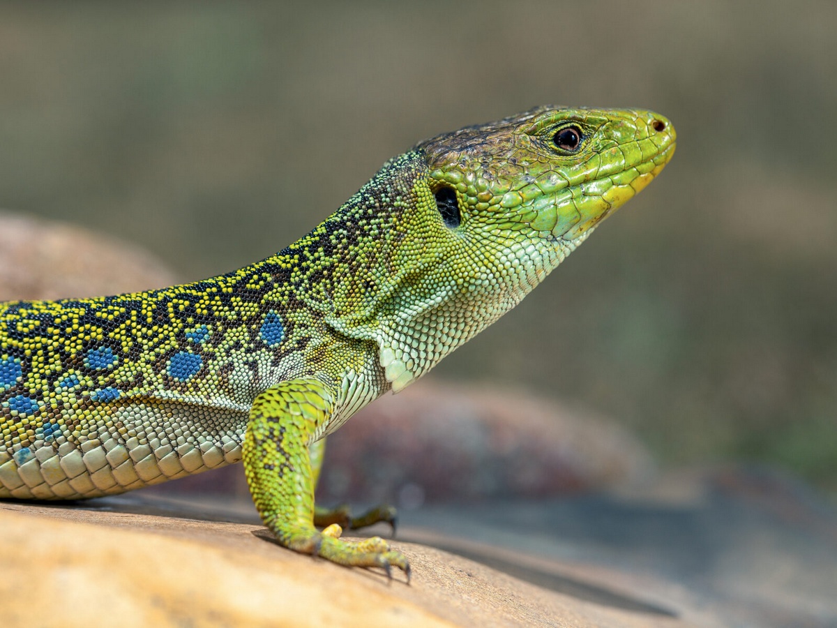 L'ABC DU HAUT-MINERVOIS ANIMATIONS SUR LES REPTILES