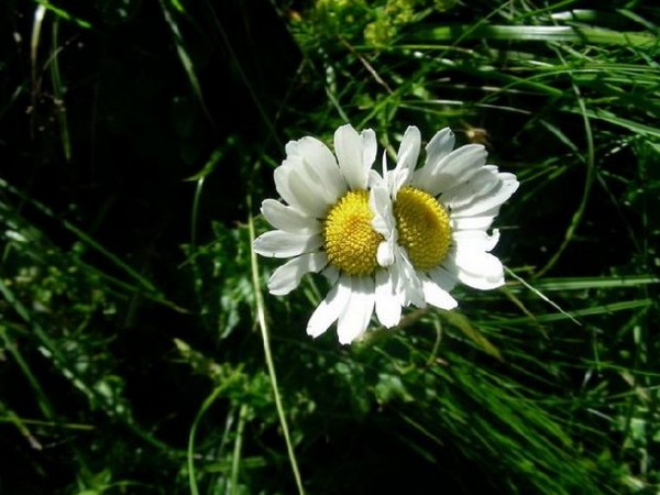 L'ABC DU HAUT-MINERVOIS BIODIVERSITÉ DES JARDINS