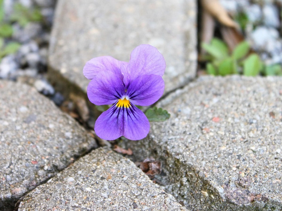 L'ABC DU HAUT-MINERVOIS BIODIVERSITE EN VILLE