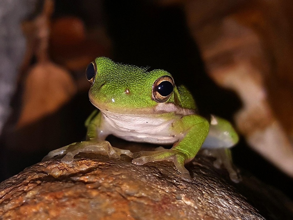L'ABC DU HAUT-MINERVOIS FREQUENCE GRENOUILLE
