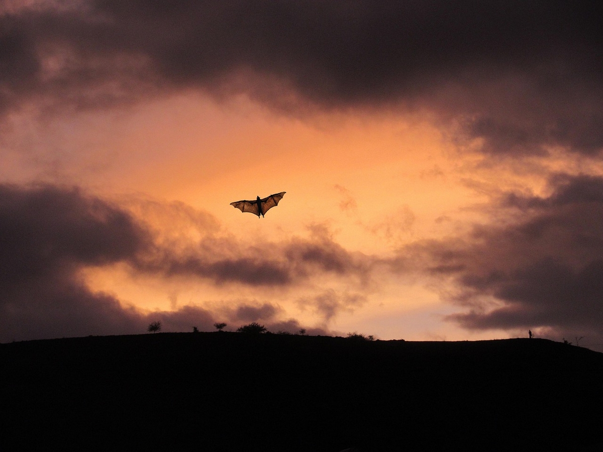 L'ABC DU HAUT-MINERVOIS NUIT DE LA CHAUVE-SOURIS