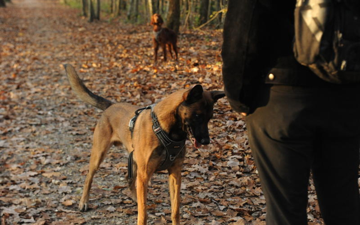 Le relais de la SPA Domaine National de Saint-Cloud  Saint-Cloud