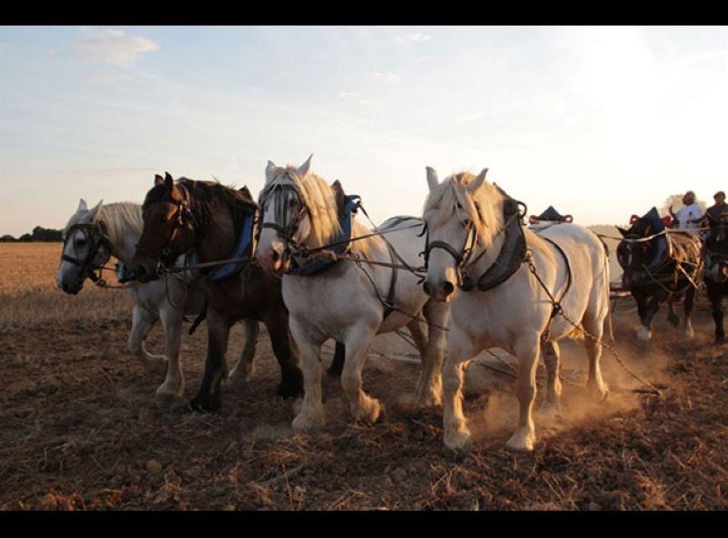 Les nuits de la lecture Projection Trait de vie