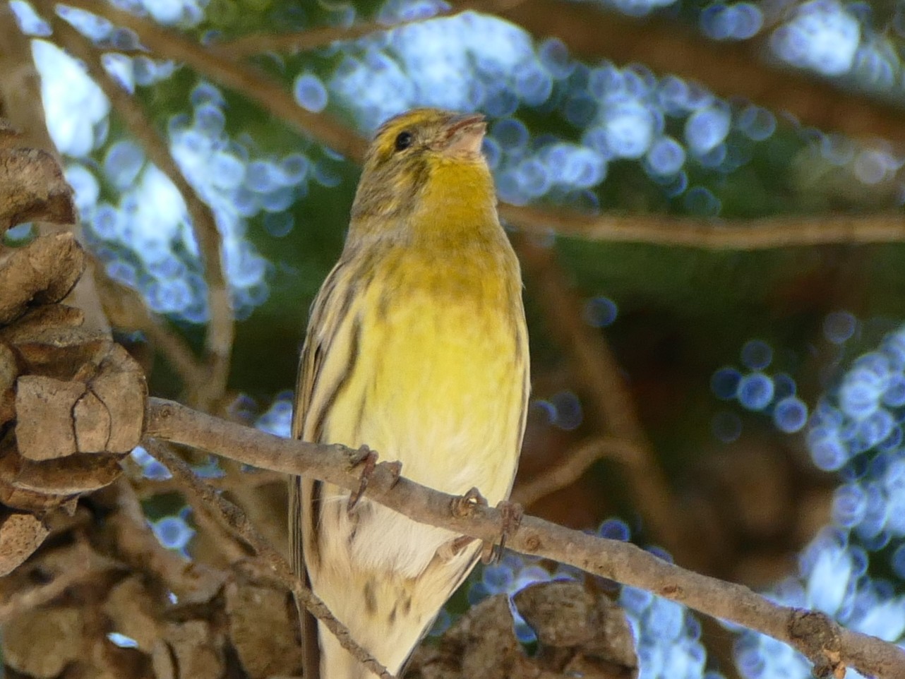 LES OISEAUX DE NOS VILLAGES