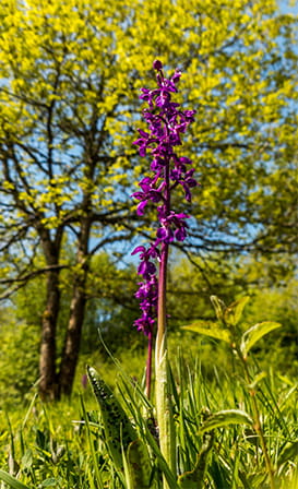 Les orchidées sauvages