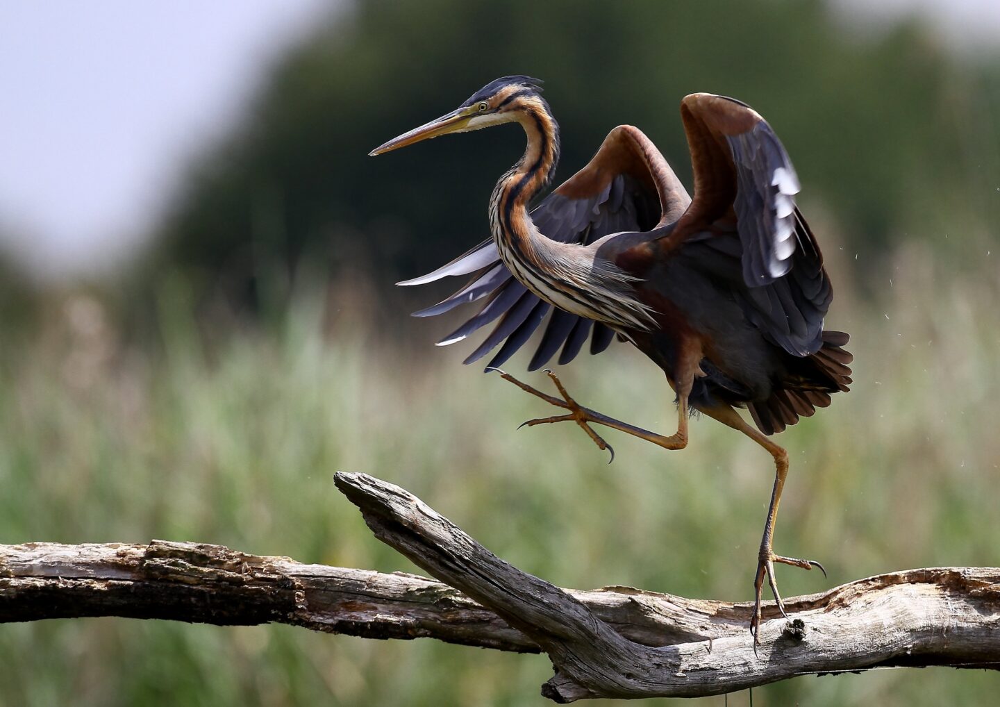 Les petites bêtes de la Gargaude