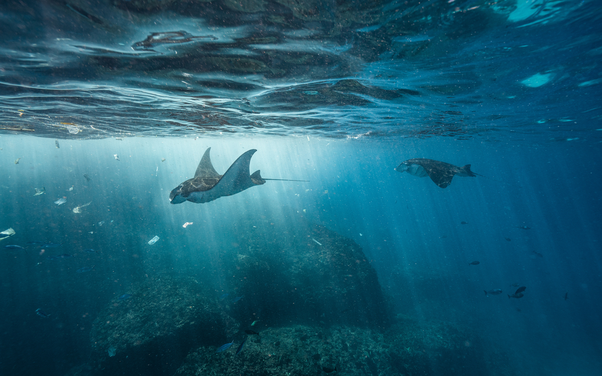 Les plastiques font-ils la loi ? Fondation Maison des Sciences de l’Homme Paris Les plastiques font-ils la loi ? Fondation Maison des Sciences de l'Homme Paris