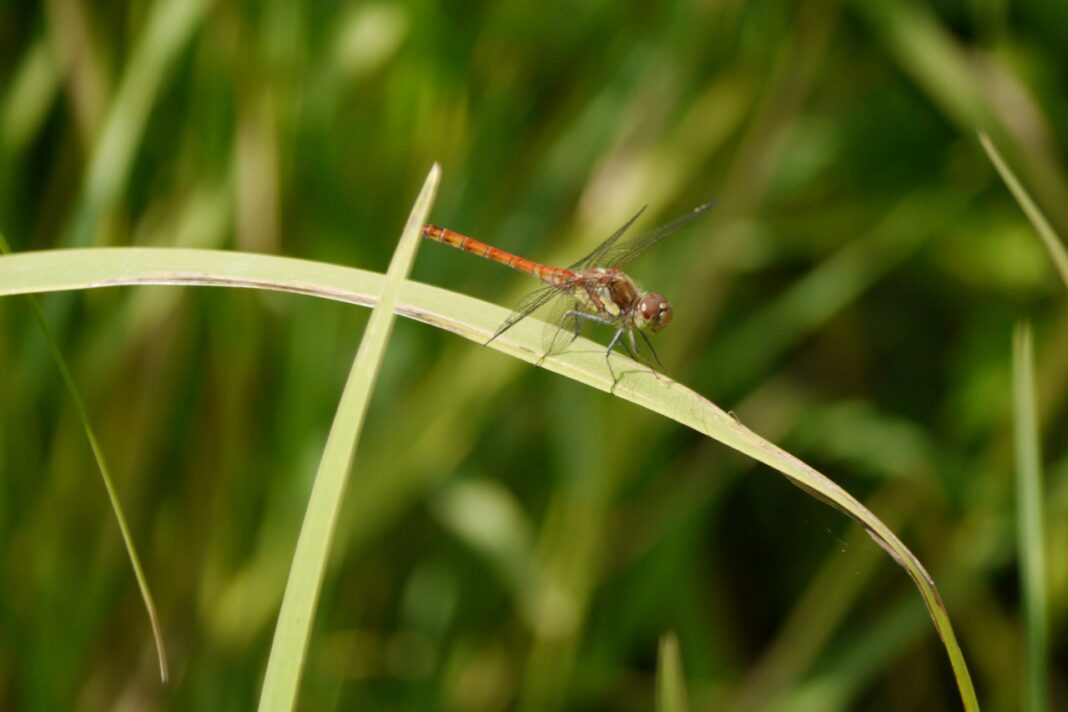 Libellules, toute en légèreté… à l&rsquo;Étang de Beaumont  Neung-sur-Beuvron