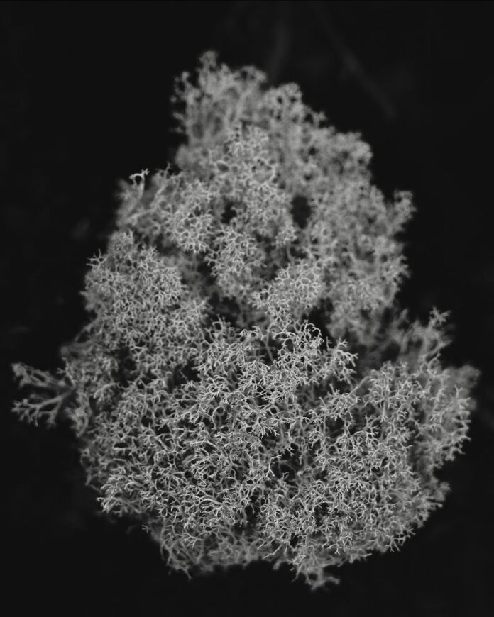 lise gaudaire exposition