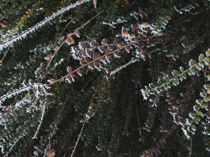 Marche hivernale du bûcheron