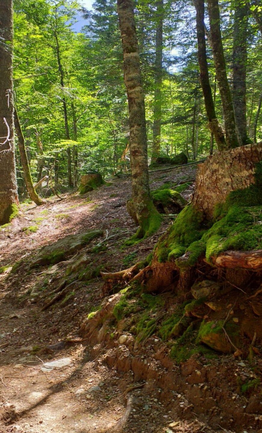 Moment d'échange sur l'avenir des forêts et de la gestion du bois