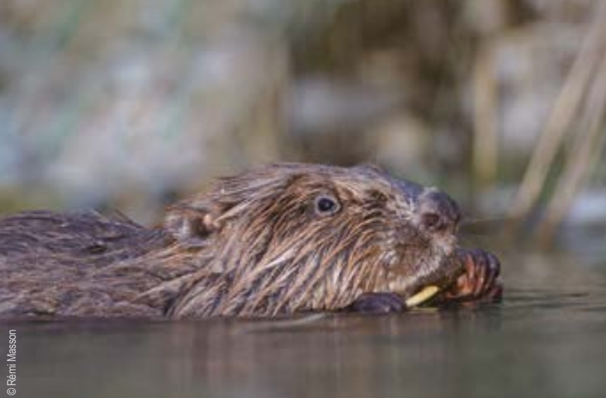 Musée L'Abbaye Visite guidée Au coeur des rivières