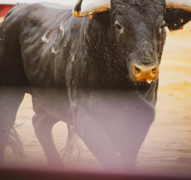 Novillada des Fêtes