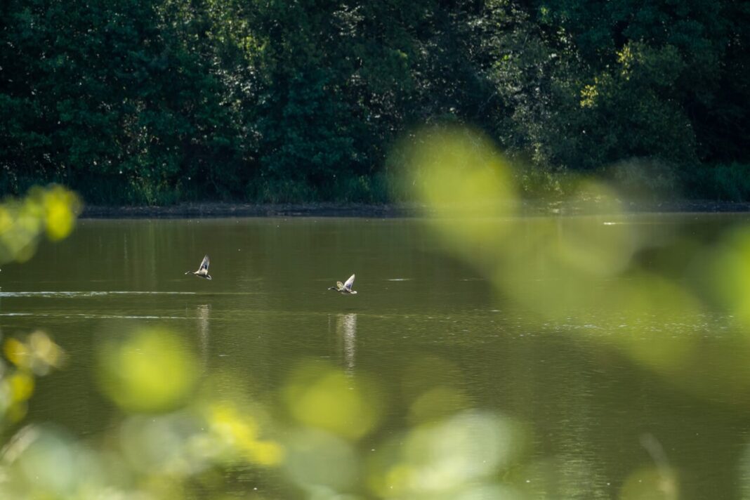 Observation des oiseaux d&rsquo;eau à l&rsquo;étang de la Pouge  Saint-Auvent