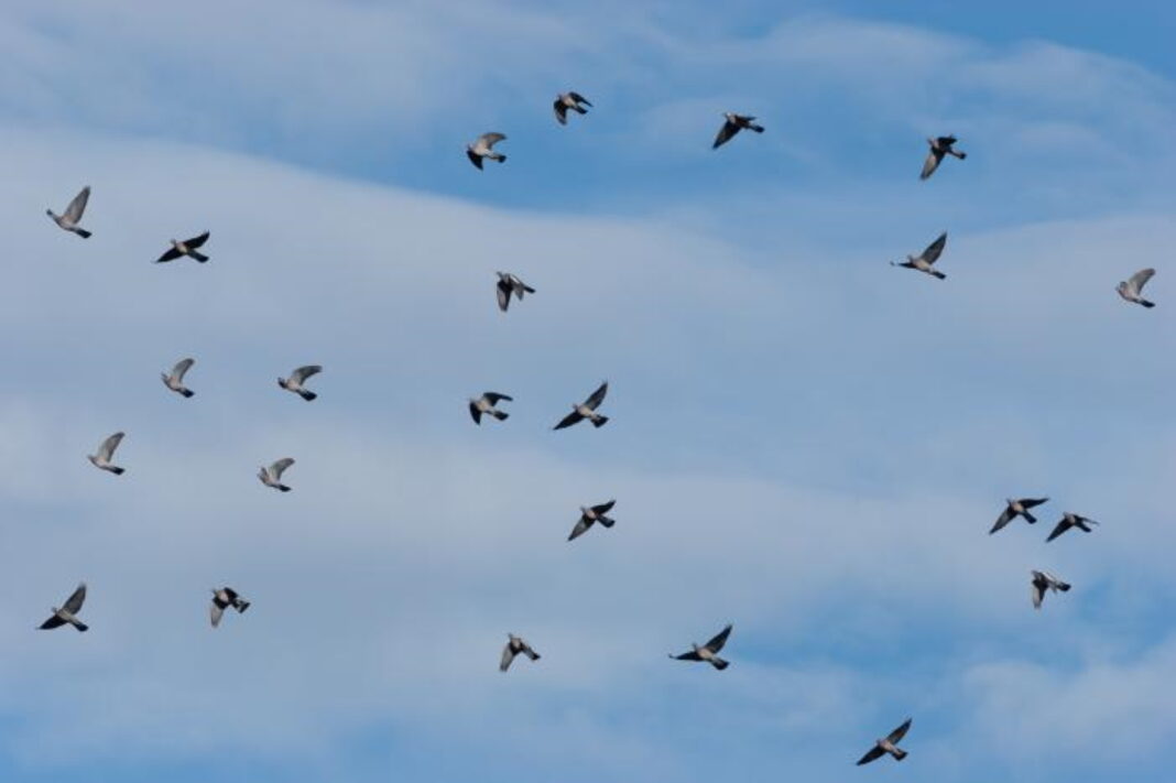 Observer les oiseaux migrateurs sur la Corniche basque Route des crêtes Urrugne