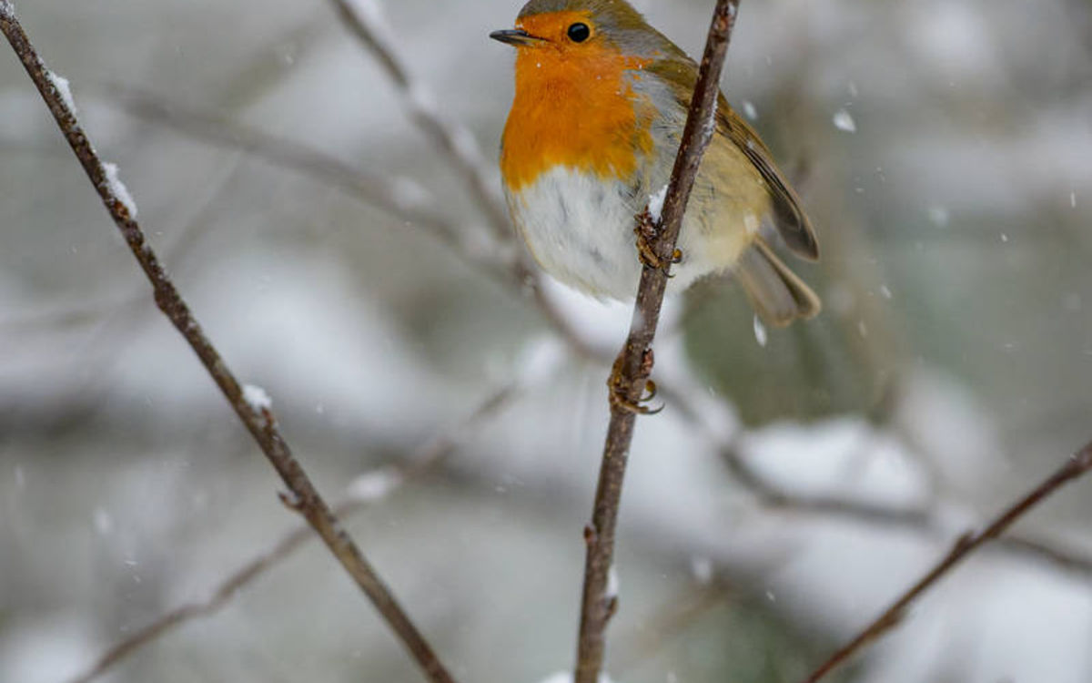 Oiseaux d’Hiver Maison Paris Nature  Paris