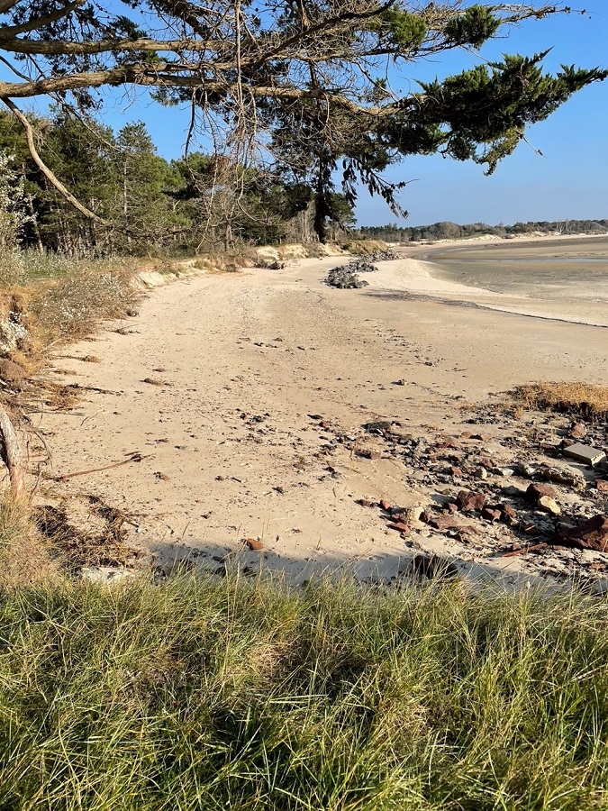 Promenade-découverte nature de la pointe nord du havre de la Vanlée Charrière du Canal de Drainage Tourneville-sur-Mer 2026-05-30 Promenade-découverte nature de la pointe nord du havre de la Vanlée
