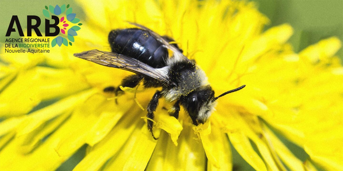RDV de la biodiversité et si tu devenais une abeille sauvage ?