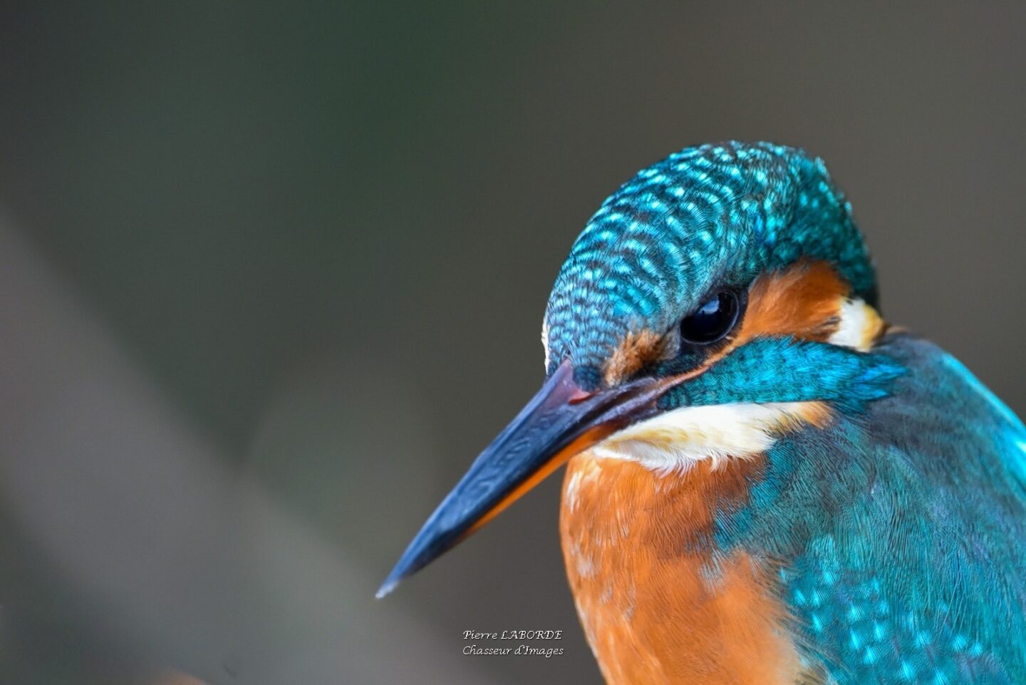 Rencontre artiste Pierre Laborde