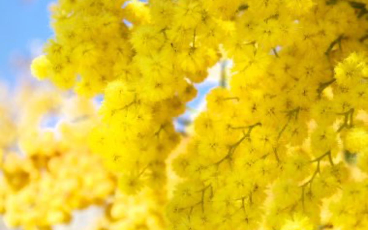 Saint Valentin Atelier Floral : un bouquet a offrir